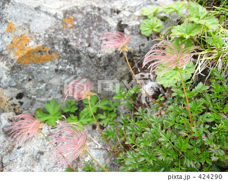 チングルマ チングルマ 424290