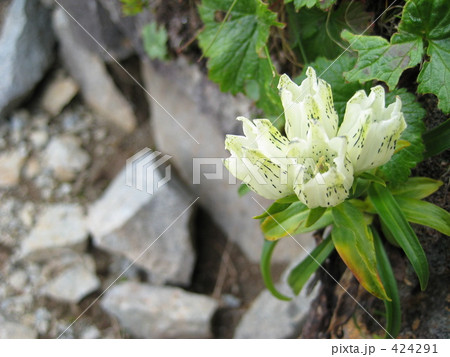 白い花のリンドウ 424291