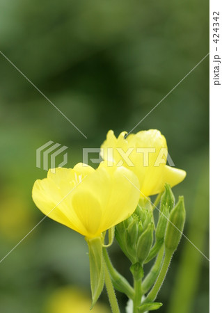 鮮やかな花 鮮やかな花 424342