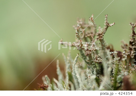 地衣の世界 地衣の世界 424354