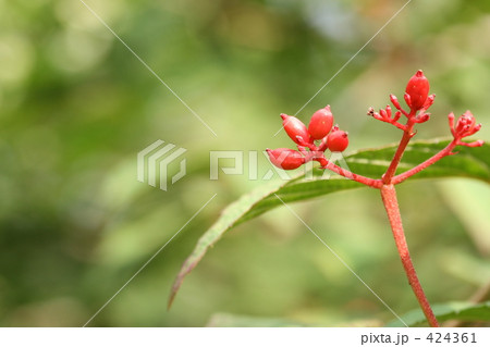 紅い実 424361