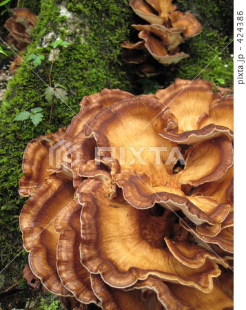 とんびマイタケ 424386