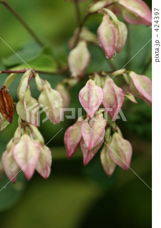 桃色のつぼみ 桃色のつぼみ 424397