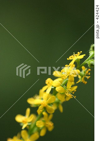 キンミズヒキ キンミズヒキ 424424