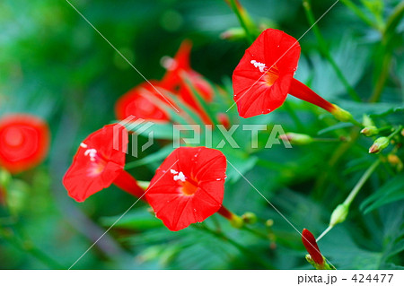 ルコウソウ－０２ 424477