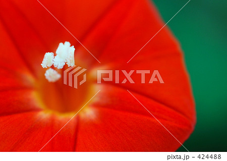 ルコウソウ－０６ 424488