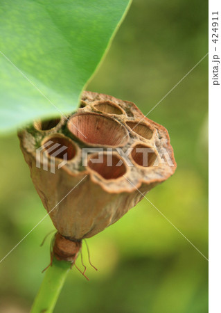 蓮の果托 424911