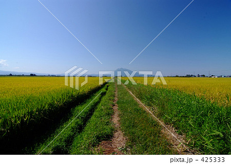 どこまでも畔道 どこまでも畔道 425333