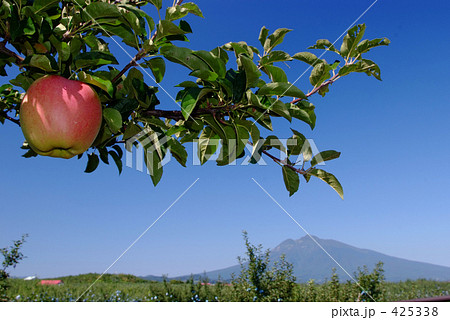 岩木山と赤いリンゴ 425338