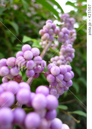 紫の小さな実 425507