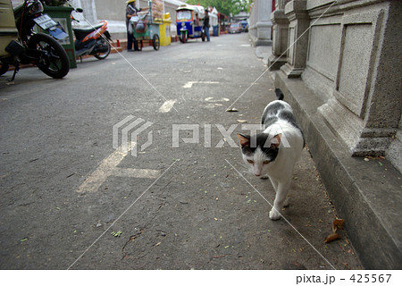 ワット・インタラウィハーンの猫 425567