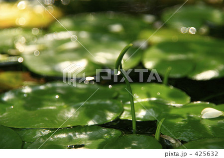 アサザと朝の光 425632