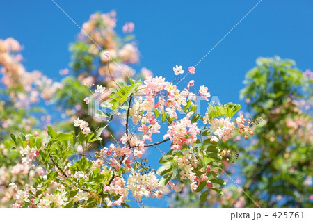 ホノルルの花 ホノルルの花 425761