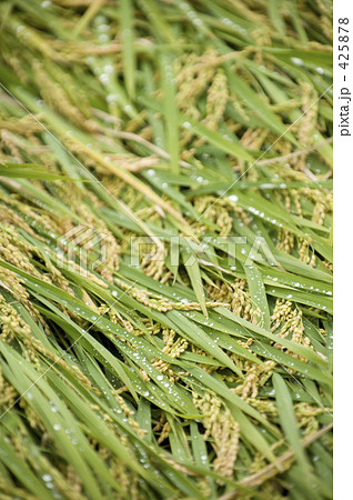 台風の風で倒れた稲 425878