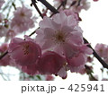 桜 425941