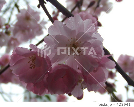 桜 425941