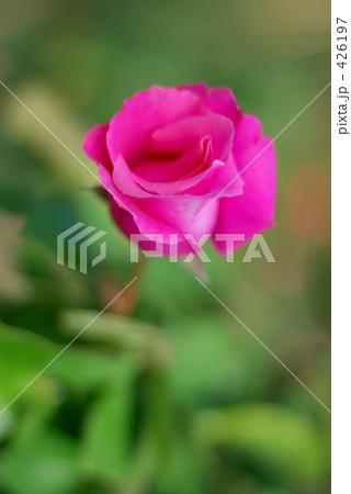 薔薇 マッカートニー・ローズ 426197