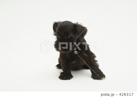 ミニチュアシュナウザーの子犬3の写真素材 [426317] - PIXTA