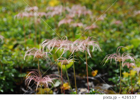 チングルマ　 426537