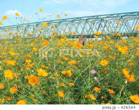 黄色いコスモスとアゲハチョウ 426564