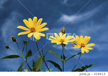 菊芋の花 菊芋の花 426613