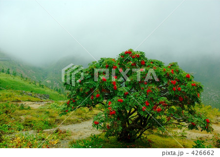 ナナカマド 426662