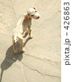 振り返る犬 426863