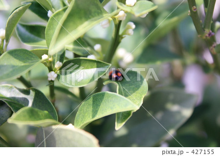 キンカンとテントウムシ 427155