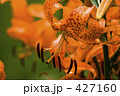 ゆり 427160