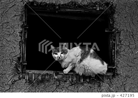 猫 猫 427195