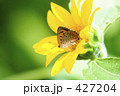 ベニシジミ 427204