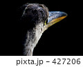眼差し 427206