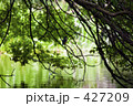 木漏れ日とカワセミ 427209
