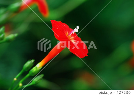 ルコウソウ－０７ 427230