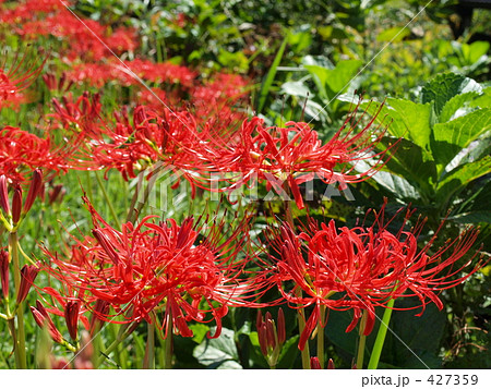 熊野古道のヒガンバナ 427359