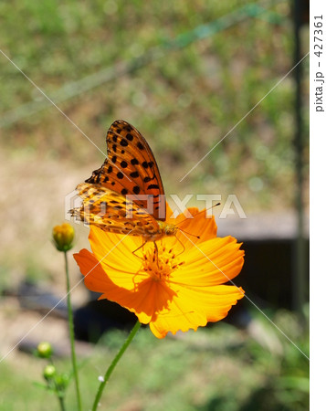 ツマグロヒョウモンとキバナコスモス 427361