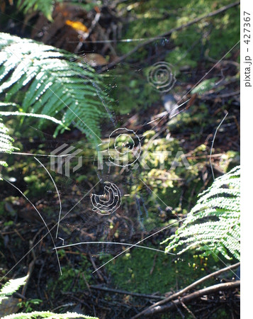 クモ3兄弟 427367