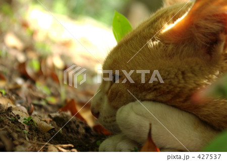 野良猫 427537