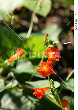 真っ朱な小さい花 427655