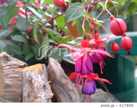 赤い花 427806