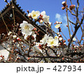法隆寺の梅 427934
