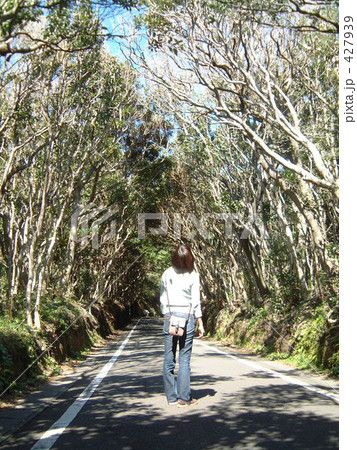 足摺岬の椿ロード 427939