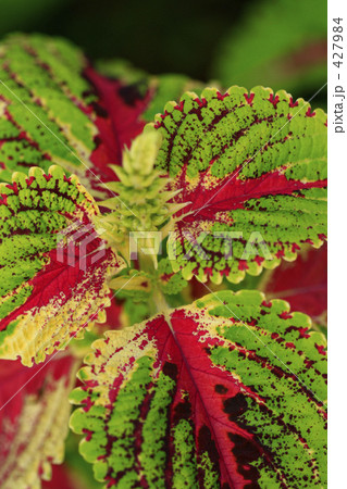 鮮やかなコレウスの葉 427984