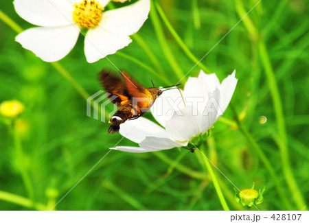秋桜(コスモス) 秋桜(コスモス) 428107