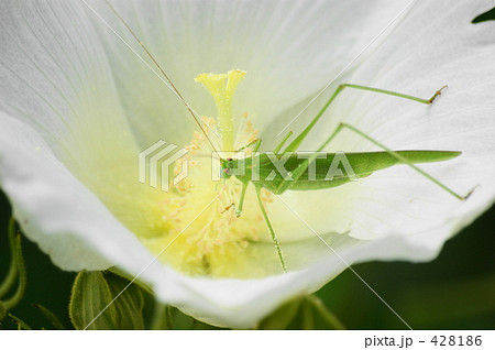 ツユムシ 428186