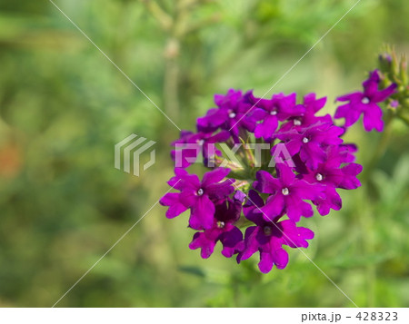 イブキジャコウソウ 428323