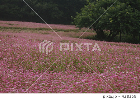 赤蕎麦畑 赤蕎麦畑 428359