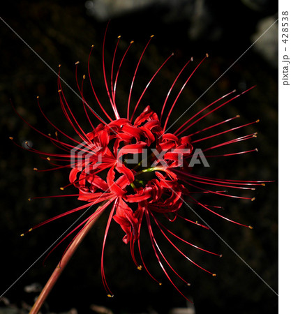 彼岸花 彼岸花 428538