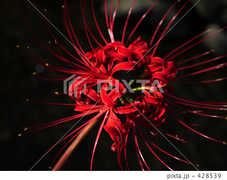 彼岸花 428539
