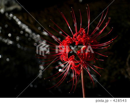 彼岸花 彼岸花 428543